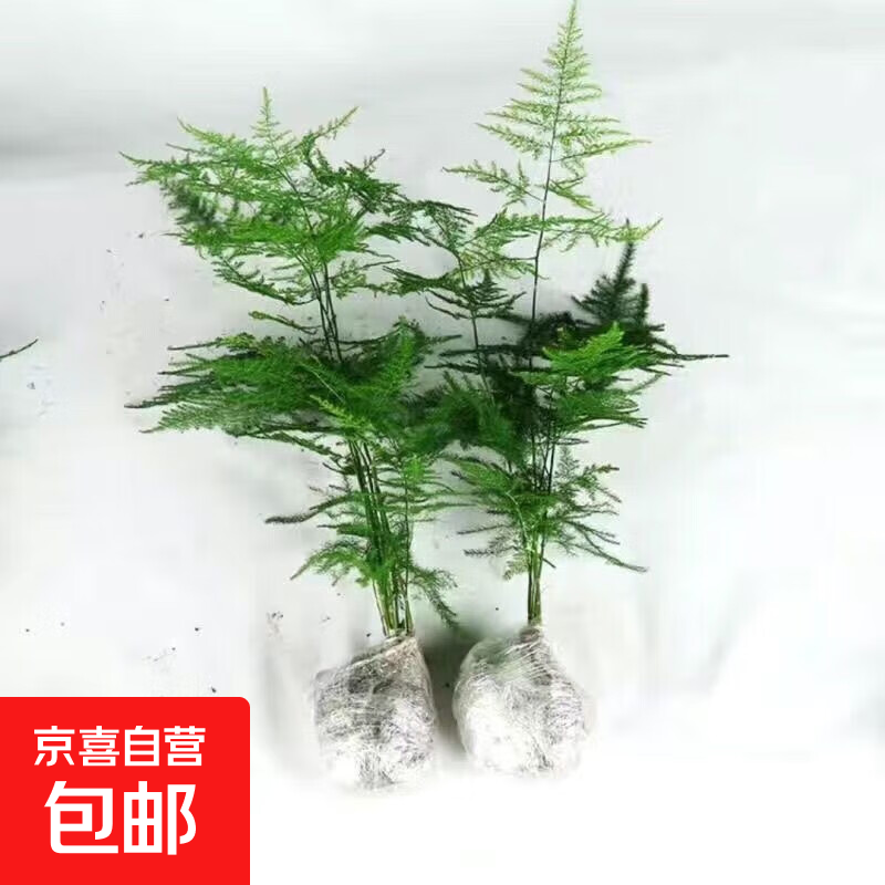 文竹盆栽室内桌面绿植客厅四季常青办公室净化好养空气盆景植物 文竹【15-20厘米左右】两盆