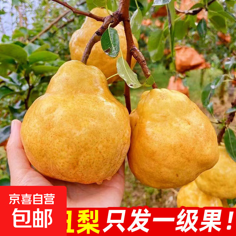 正宗中华丑梨软糯香甜软烟台梨子啤梨新鲜水果访山客1 4.5斤中果10-12个