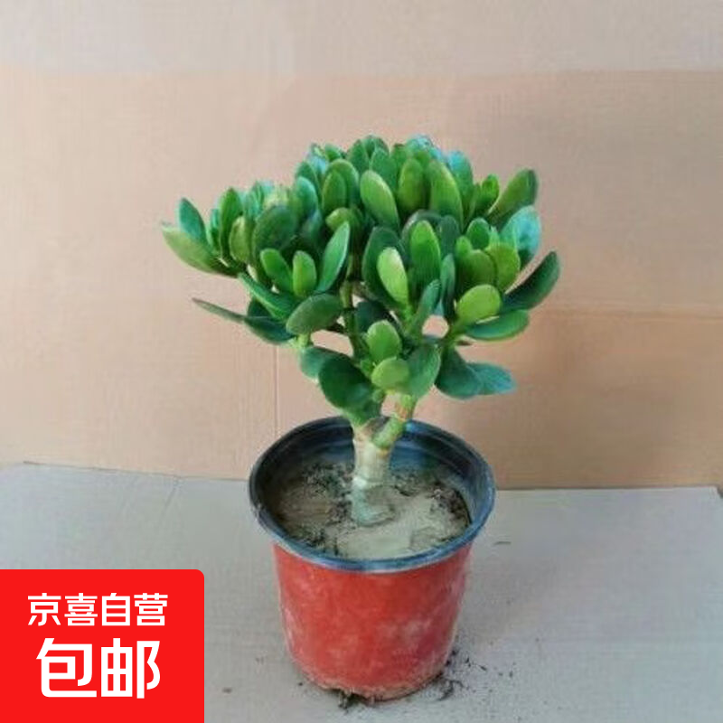迩英阁大叶玉树老桩盆栽多肉植物燕子掌室内防辐射四季好养绿植净 玉树6年苗一棵（精品力推） 原土（不含盆）15-25CM不等