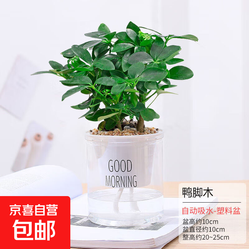 水培植物绿植盆栽室内客厅办公室桌面小盆景花卉绿萝发财树好养活 【八方来财】+简欧透明吸水盆