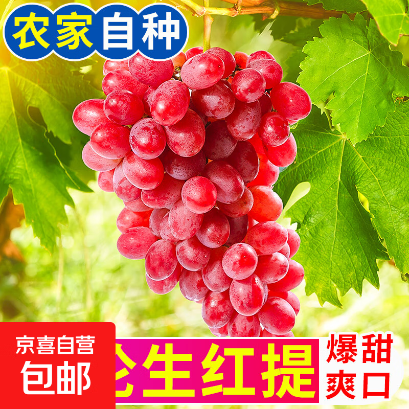 【彩箱】克伦生红提新鲜应季水果无籽葡萄提子整箱批发礼箱 【彩箱】带箱5.5斤装