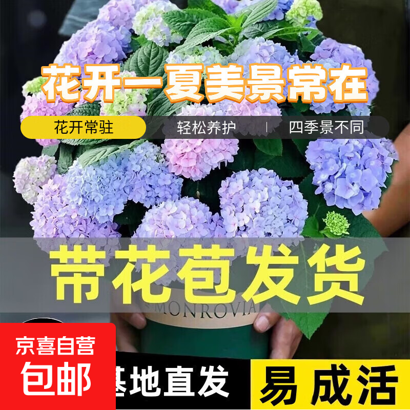 绣球花苗无尽夏带花苞四季开花绣球花盆栽庭院好养花卉植物室内花 无尽夏【大花绣球-无尽星河】 小苗【隔年开花】原盆宽11cm高18cm冠12cm