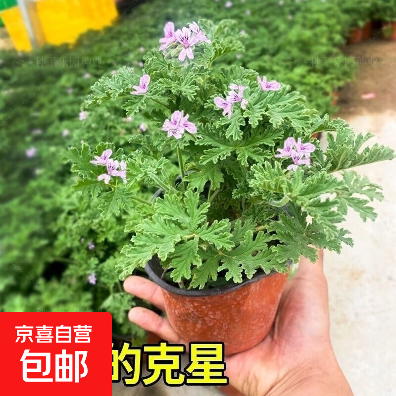 ���ڲ������ļ�����������ͥԺ�����������þ����������ֲ����̨���Ի��� ���ò�3��ԭ��ԭ��/��1���� 10.44Ԫ