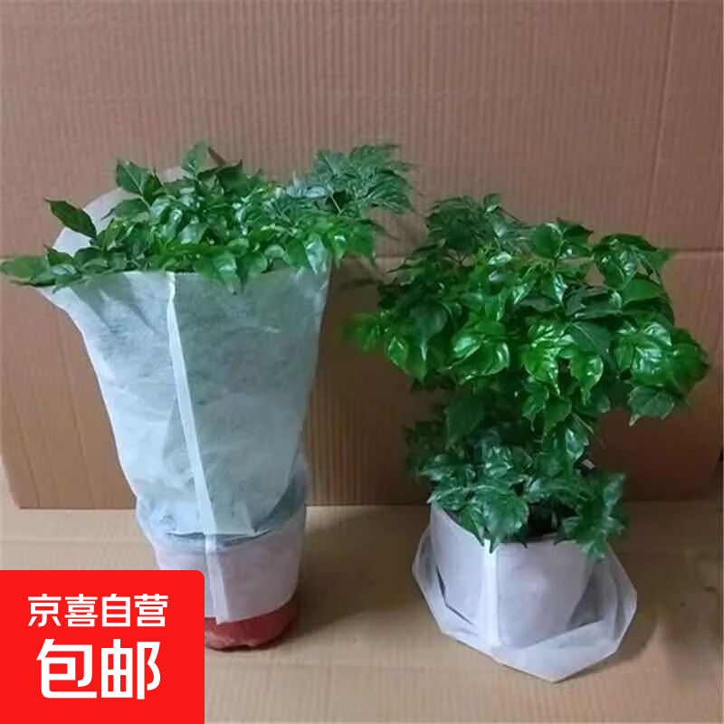 幸福树平安树绿植花卉小盆栽室内客厅办公室四季常青植物净化空气 特价幸福树1盆多颗原盆发货