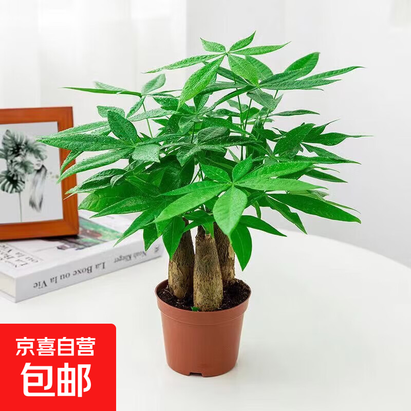 发财树盆栽大植物室内办公室桌面客厅小盆景招财树苗绿植花卉盆栽 三杆发财树 5-8cm【原盆】 【送肥料】