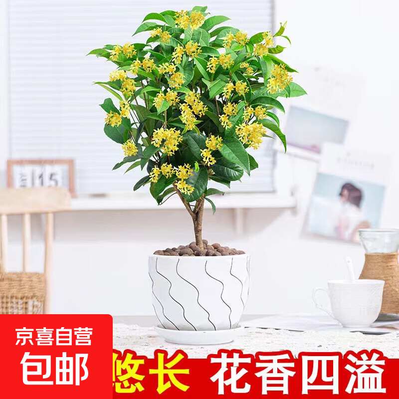 桂花嫁接砧木流苏树苗四季正宗桂花树浓香型耐寒室内庭院花卉绿植 精品月月原生四季桂 30cm-40cm高
