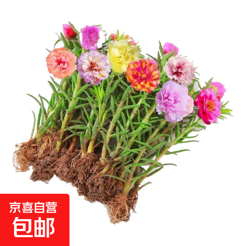 重瓣混色太阳花苗带根盆栽苗四季开花阳台大花植物带花苞室内庭院 混色重瓣带根：【5颗】可开2-3色+花肥