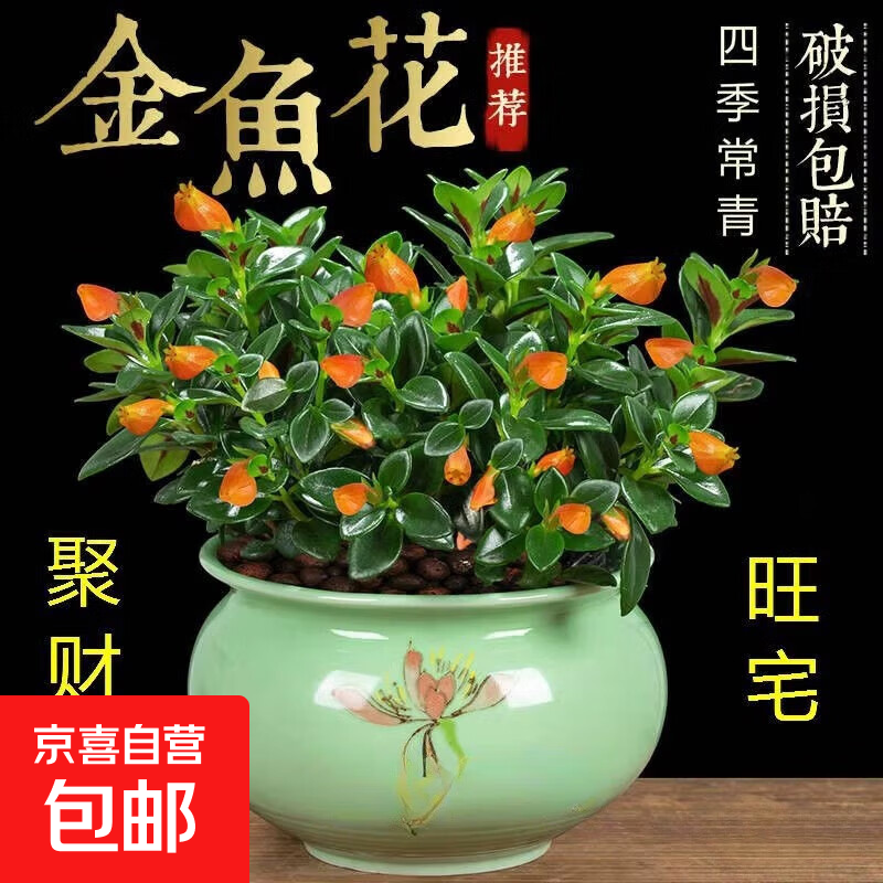 四季常青金鱼花吊兰盆栽室内绿植花卉多肉植物发财树好养易活客厅 金鱼吊兰【整盆20-30颗】原盆土