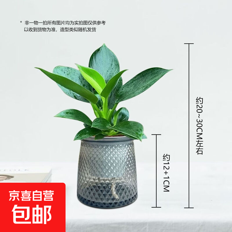 特价大叶金钻绿公主盆栽植物除甲醛绿植办公室四季常青室内摆放2 【1盆】金钻+灰繁星吸水盆 含盆高度15-20厘米