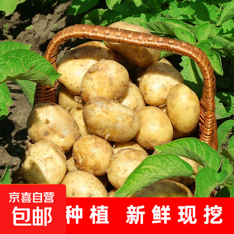 京喜加新鲜黄心土豆农家自种黄皮马铃薯黄心洋芋新鲜蔬菜 2斤