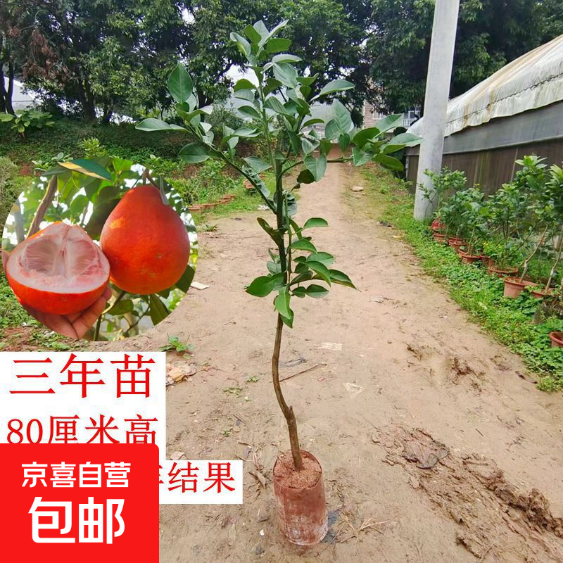 暹罗三红柚香水柚嫁接苗特大柚子树新品种红心果树南方种植 泰国暹罗