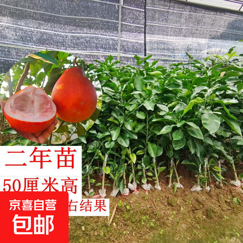 泰国暹罗香水红柚10棵