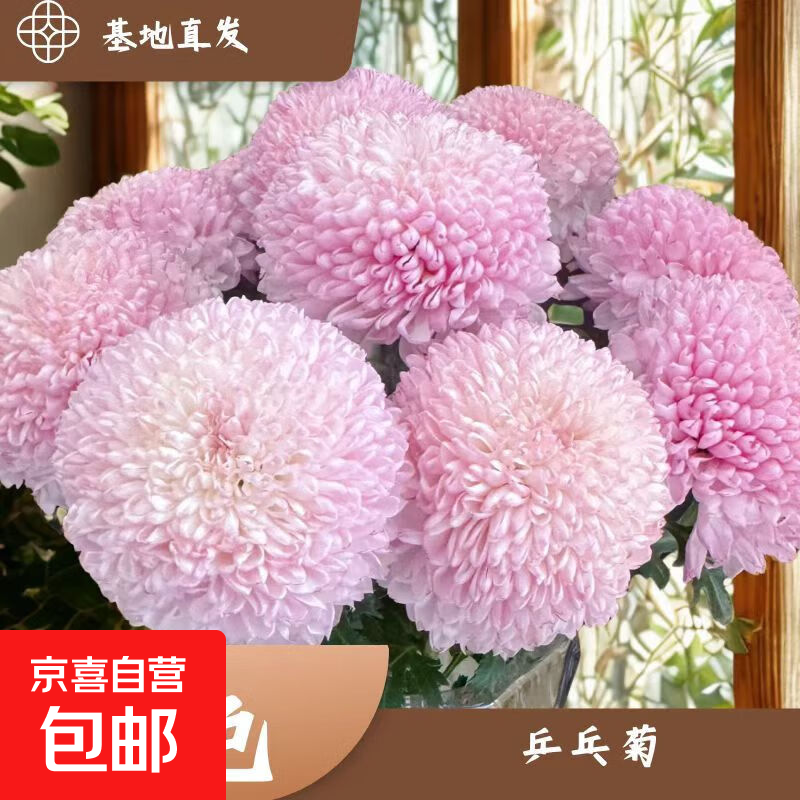 ĵ�����ʻ����л����϶����ʻ�����ֱ������ƹ�Ҿ��ʻ��̻����ʻ� ��ɫƹ�Ҿ��ʻ���1��10֦��