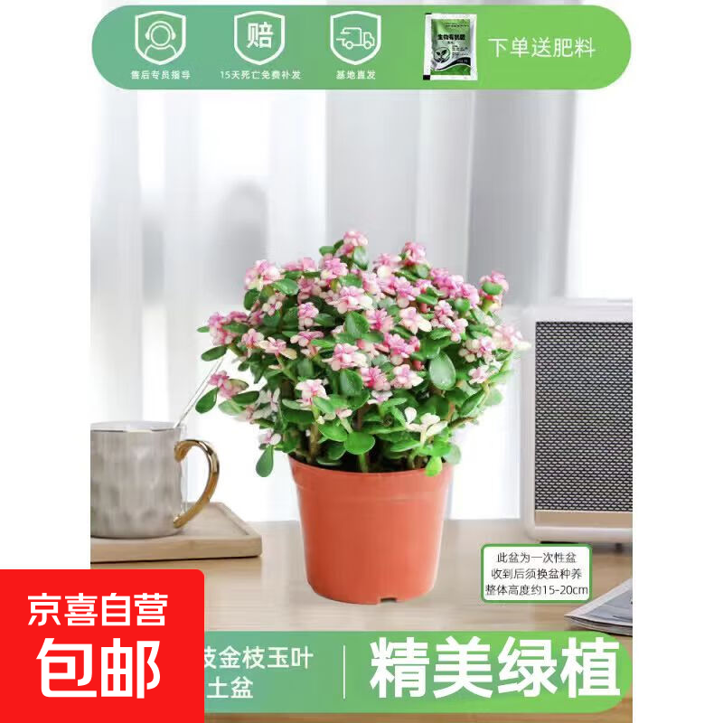 盆栽水培多肉植物室内花卉办公老桩绿植净化好养肉肉盆景 小金枝玉叶(丛生多枝)原盆 含盆