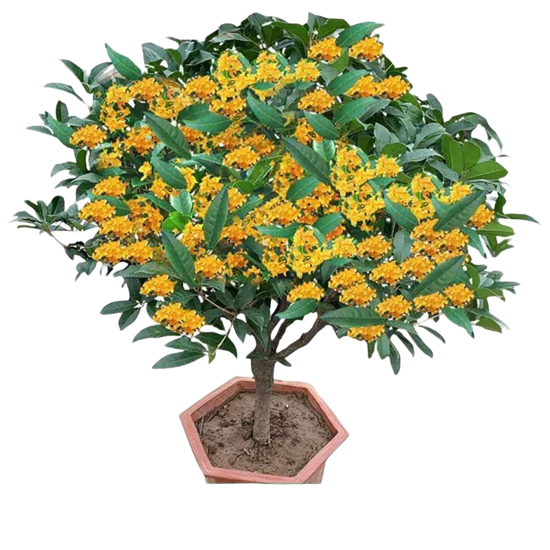 ���������������Խ���ļ���������Ũ������̨������ֲͥԺֲ�� �ļ�����ļ�����Ũ�㡿 5���硾������ࡿ