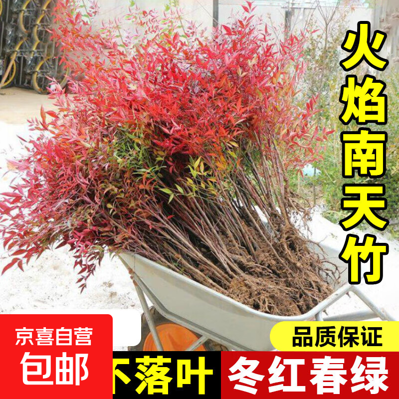 �������������Կ�������ֲ���辰����ͥԺ������׮�����绨����ֲ ������/С���30-40cm*10��