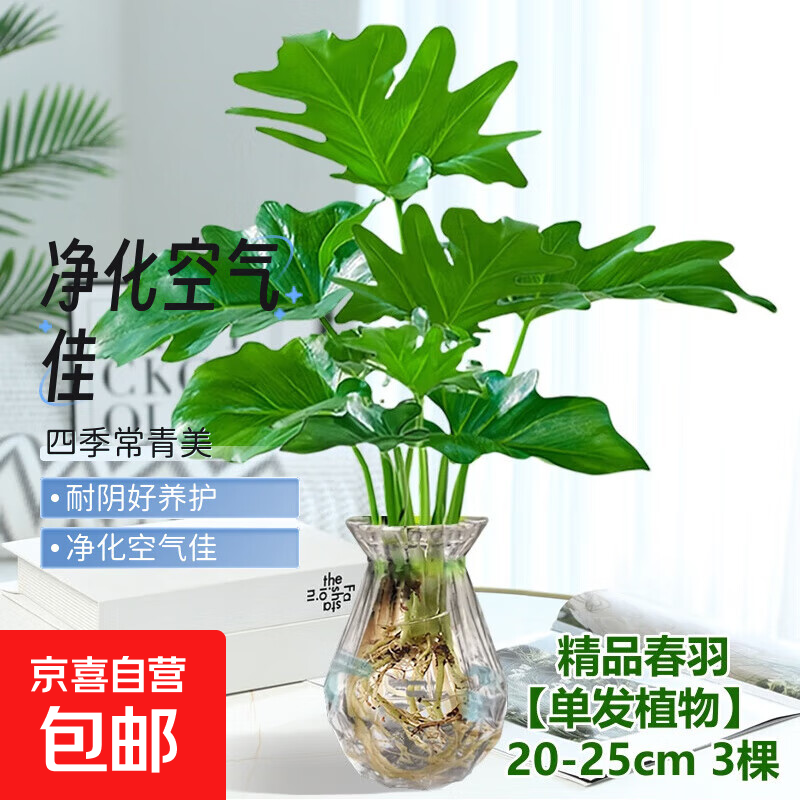 龙鳞春羽水培植物天堂鸟客厅绿萝盆栽花卉富贵竹龟背竹好养的绿植 精品春羽20-25cm【3棵】送营养液