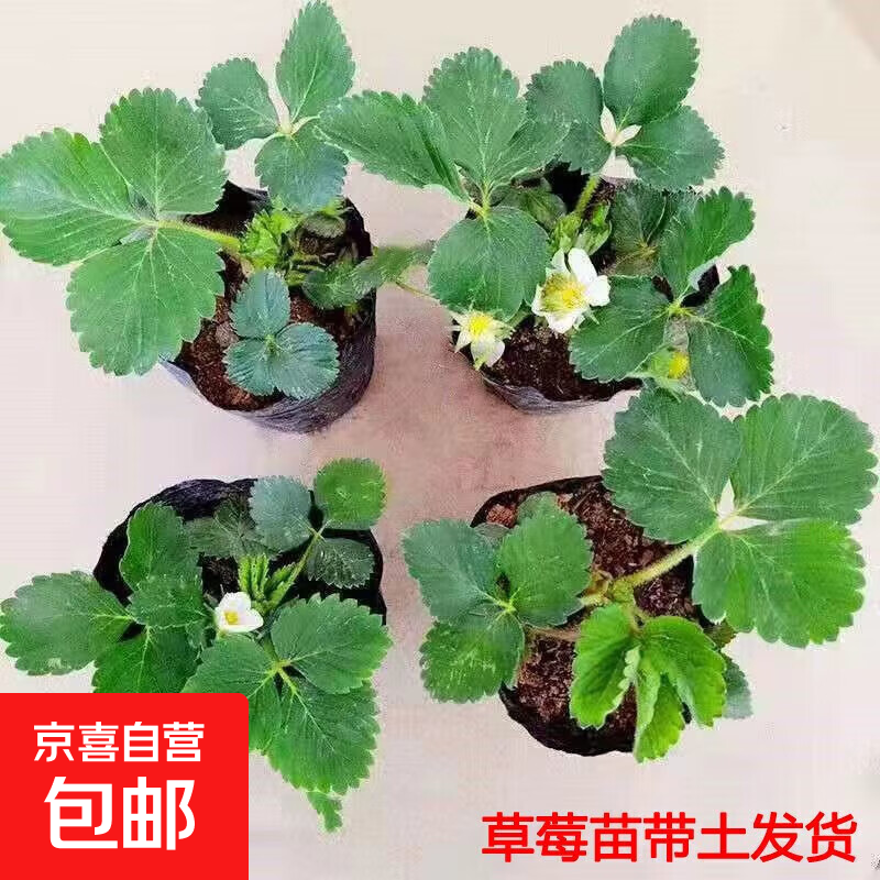 草莓四季盆栽草莓苗现挖新鲜保湿发货耐寒地载庭院阳台绿植花卉 奶油草莓5颗 带育苗杯土