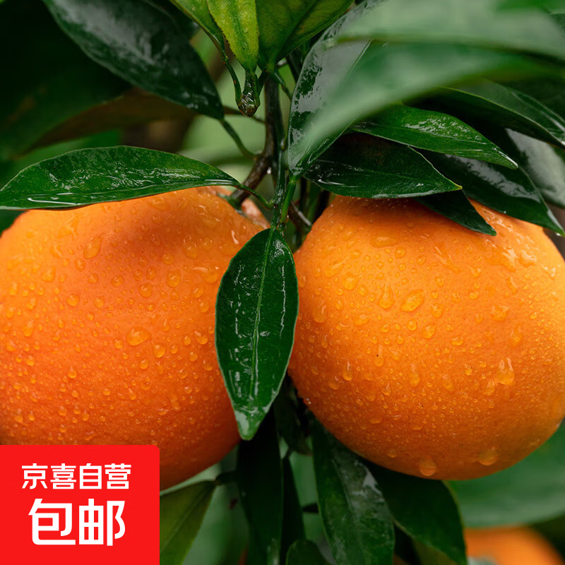 正宗赣南脐橙新鲜橙子现摘香甜多汁水果江西应季时令手剥甜橙子 【带箱8斤小果丨单果60-65mm】新鲜现摘