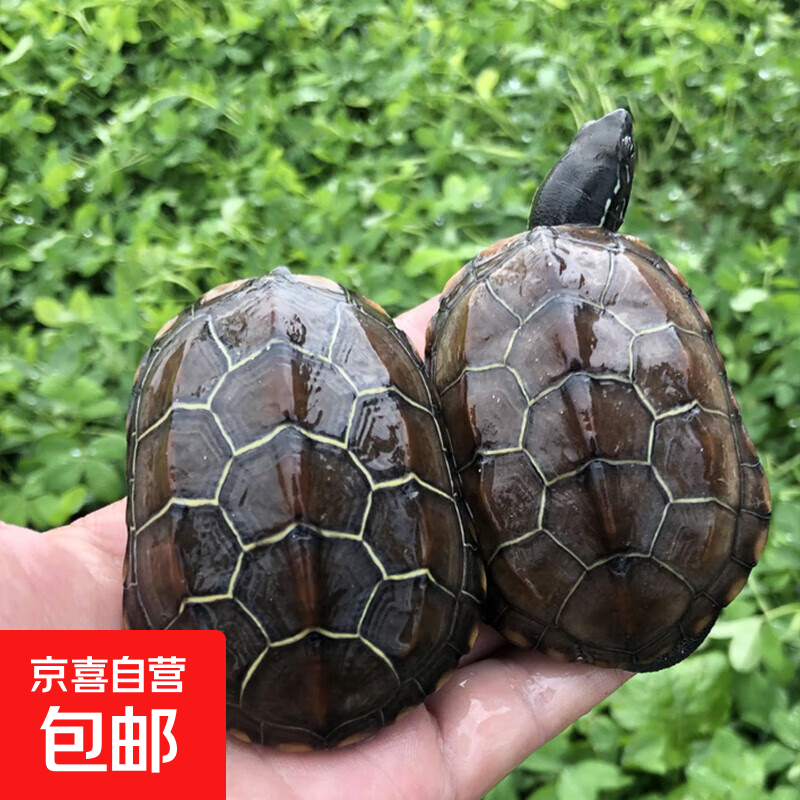 11:45 0.1亓 中华龟小草龟1只-副业网