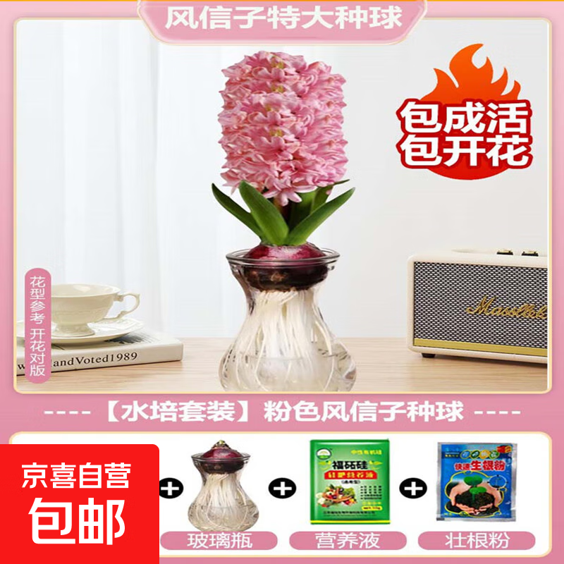 进口风信子种球特大球水培套装四季水养室内耐寒绿植秋冬盆栽土培 【水培套装】风信子粉色1球+玻璃瓶+2袋营养液