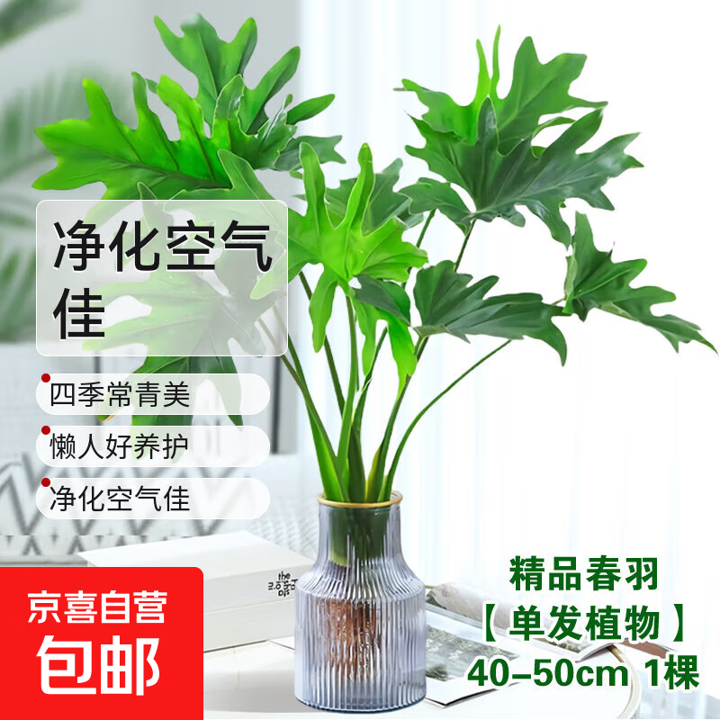 龙鳞春羽水培植物天堂鸟客厅绿萝盆栽花卉富贵竹龟背竹好养的绿植 精品春羽40-50cm【1棵】送营养液