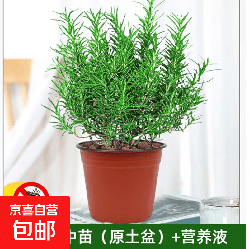 迷迭香苗盆栽可食用驱蚊植物香草薄荷苗水培花卉绿植物室内煎牛排 【精品特惠】 食用级迷迭香中苗（原土盆）+营养液 含盆