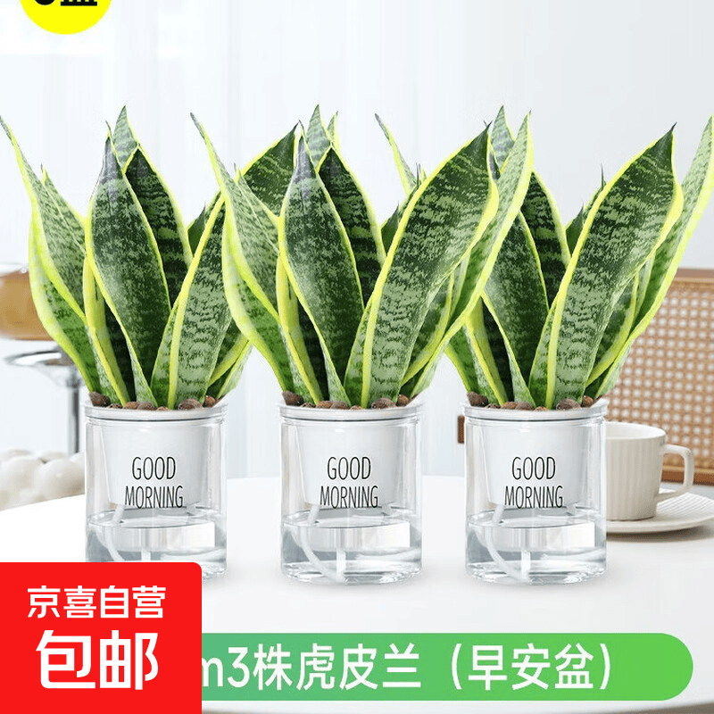金边虎皮兰盆栽花卉多肉水培植物绿植室内办公室四季常青虎尾兰 【推荐主图款3盆】30cm3棵虎皮兰（早安盆） 送肥料