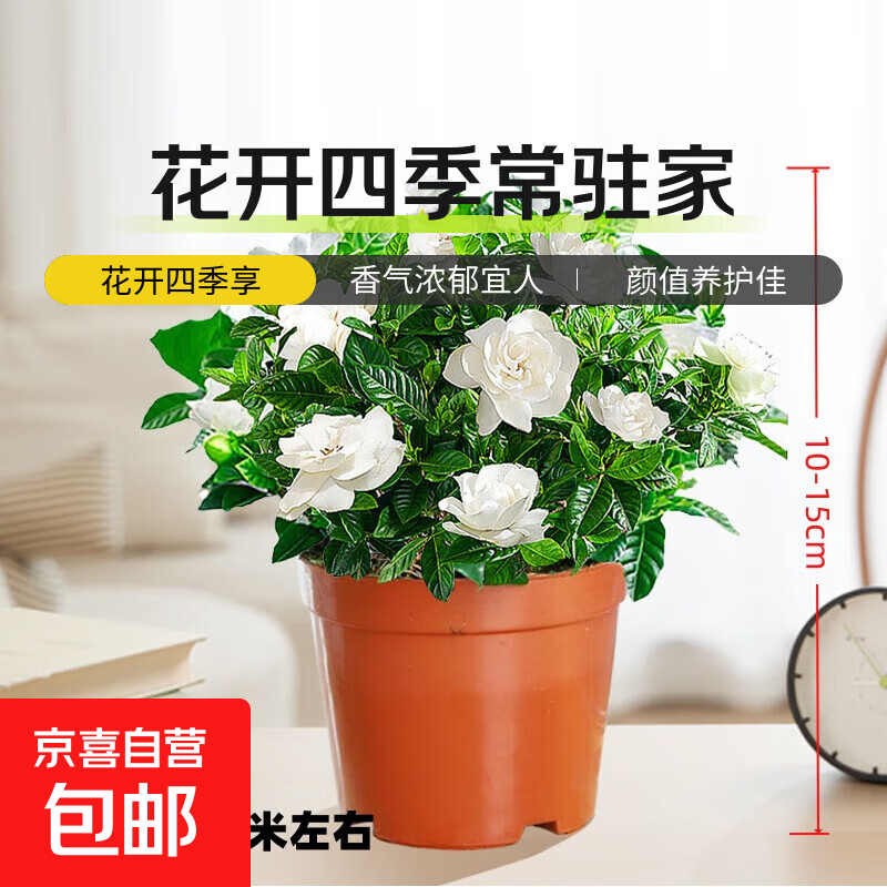 栀子花盆栽四季卉植物室内绿萝绿植茉莉花带花苞开花好养树苗植物 【带花苞】精品90#栀子花（原盆土） 送营养液