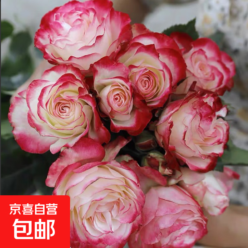 月季花苗四季开花大花浓香型灌木月季苗庭院阳台盆栽地栽玫瑰花苗 公爵【大花浓香，多季节开花】 扦插小苗15-25cm高 1棵