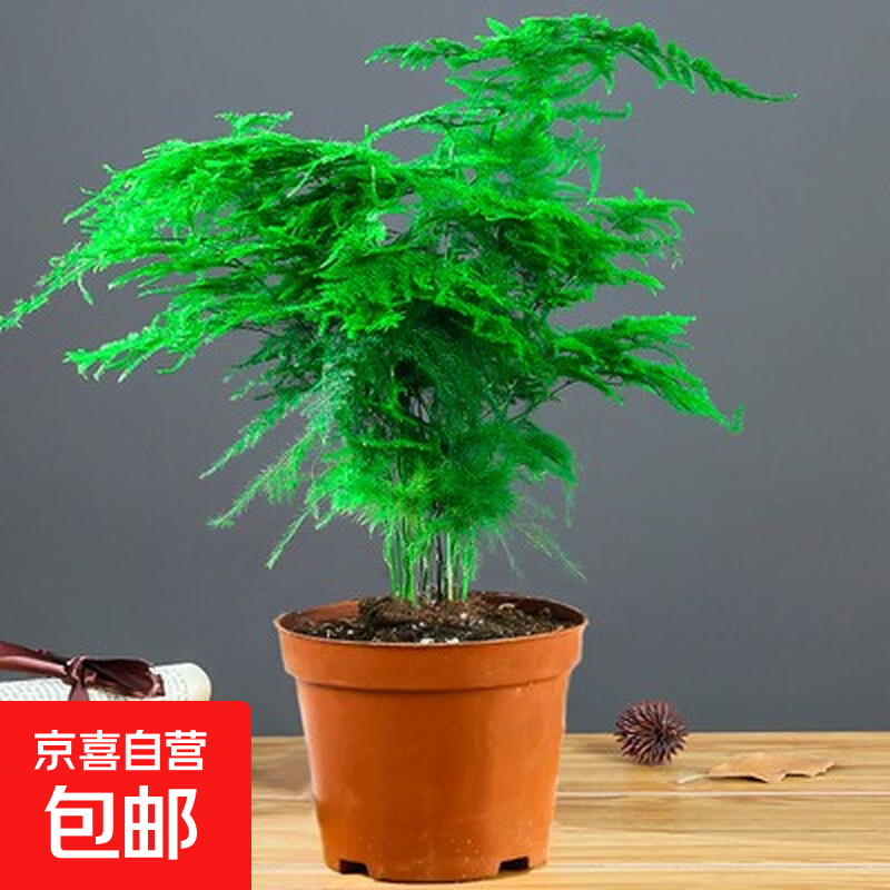 文竹盆栽植物室内净化空气办公室绿植花卉盆栽盆景四季常青小盆栽 中盆文竹30cm左右（原盆）+营养液 含盆