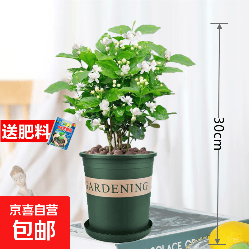 茉莉花苗盆栽带花苞九里香老桩驱蚊水培栀子花卉绿植物室内四季开 【当年开花】精品茉莉花7年苗5棵(加仑盆)+生根粉 含盆