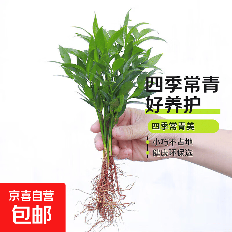 竹柏驱蚊竹水培植物室内客厅水养绿植花卉盆栽办公室桌面四季好养 【特惠】小驱蚊竹5棵+营养液