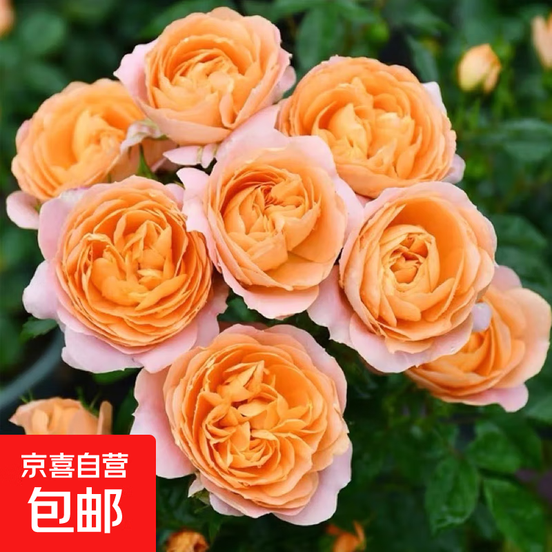 月季花苗四季开花大花浓香型灌木月季苗庭院阳台盆栽地栽玫瑰花苗 果汁阳台【大花浓香，多季节开花】 扦插小苗15-25cm高 1棵