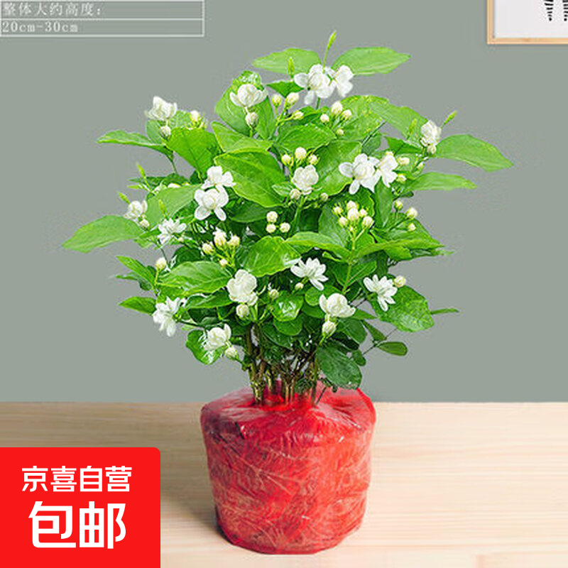 茉莉花苗盆栽带花苞九里香老桩驱蚊水培栀子花卉绿植物室内四季开 【当年开花】精品茉莉花7年苗5棵（无盆）+生根粉 含盆