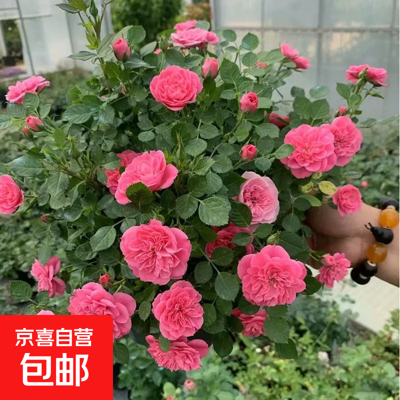 月季花苗四季开花大花浓香型灌木月季苗庭院阳台盆栽地栽玫瑰花苗 心上人【微月小花，多季节开花】 扦插小苗15-25cm高 1棵