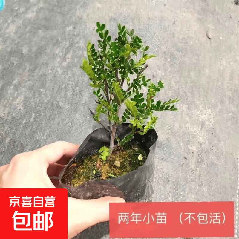 驱蚊草盆栽植物清香胡椒木花卉植物室内好养绿植九里香树苗茉莉花 2年盆栽【净化空气】原盆土