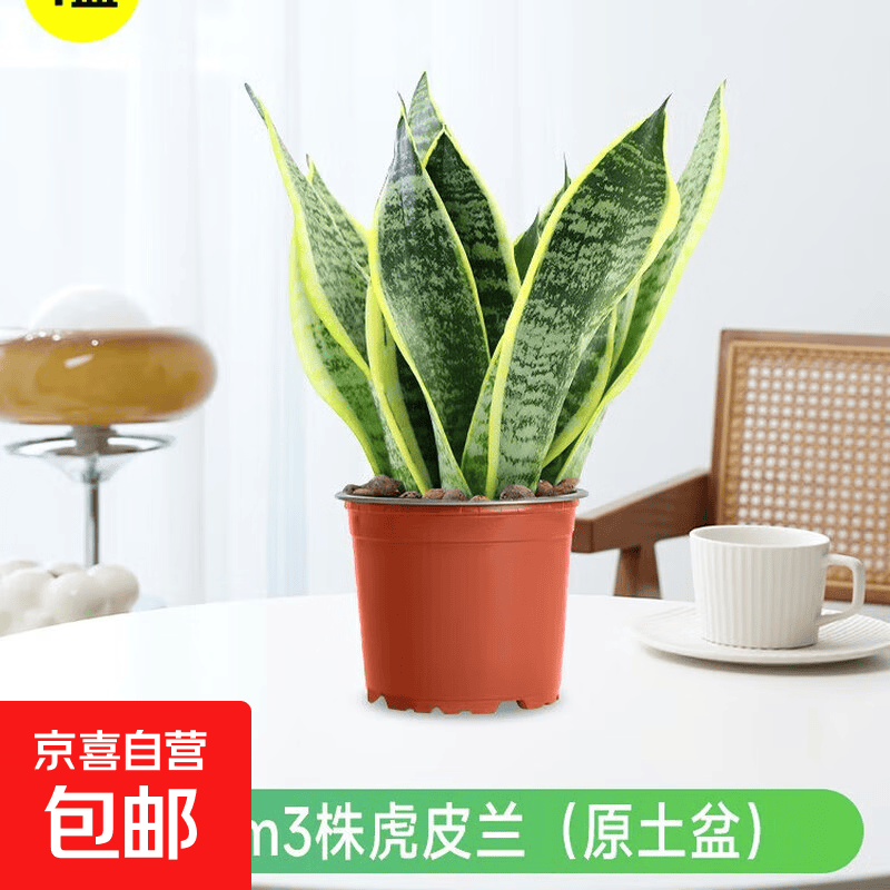 金边虎皮兰盆栽花卉多肉水培植物绿植室内办公室四季常青虎尾兰 虎皮兰30cm3棵（原土盆） 送肥料