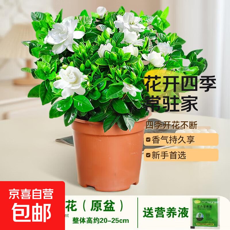 栀子花盆栽四季卉植物室内绿萝绿植茉莉花带花苞开花好养树苗植物 【带花苞】精品120#栀子花（原盆土） 送营养液
