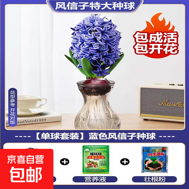 进口风信子种球特大球水培套装四季水养室内耐寒绿植秋冬盆栽土培 蓝色风信子1个球+营养液