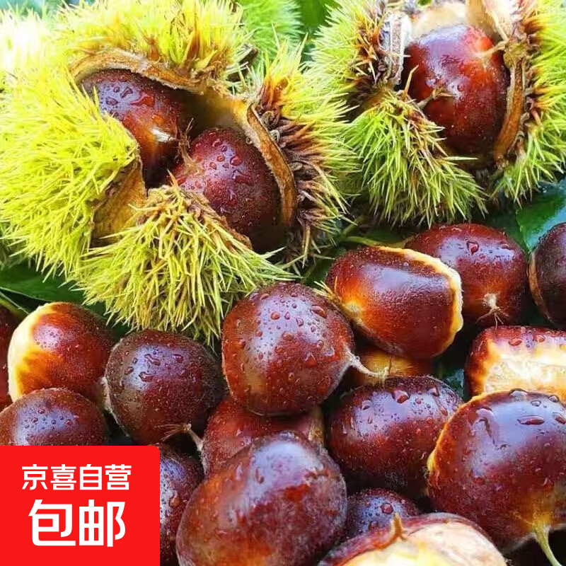 【现摘现发】正宗丹东板栗新下树栗子新鲜去毛球粉糯甜 丹东板栗 2斤