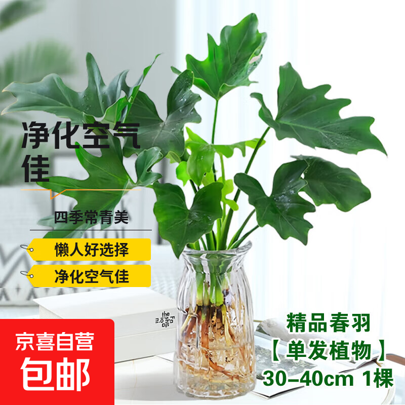 龙鳞春羽水培植物天堂鸟客厅绿萝盆栽花卉富贵竹龟背竹好养的绿植 精品春羽30-40cm【1棵】送营养液