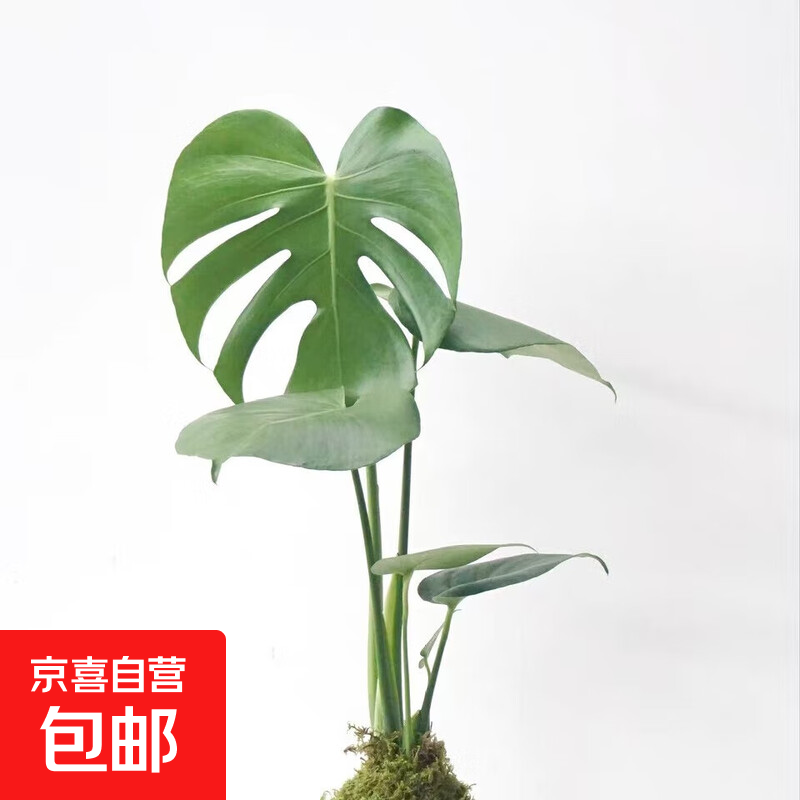 水培龟背竹植物盆栽绿植室内净化空气好养办公室桌面带根懒人好养 龟背竹50cm1棵裸苗