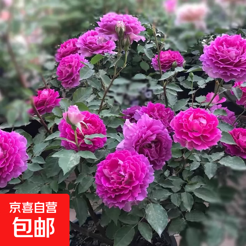 月季花苗四季开花大花浓香型灌木月季苗庭院阳台盆栽地栽玫瑰花苗 天方夜谭【大花浓香，多季节开花】 扦插小苗15-25cm高 1棵