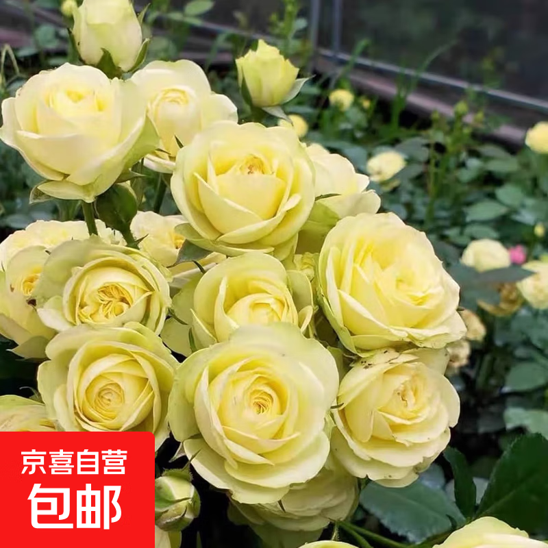 月季花苗四季开花大花浓香型灌木月季苗庭院阳台盆栽地栽玫瑰花苗 奶油龙沙【大花浓香，多季节开花】 扦插小苗15-25cm高 1棵