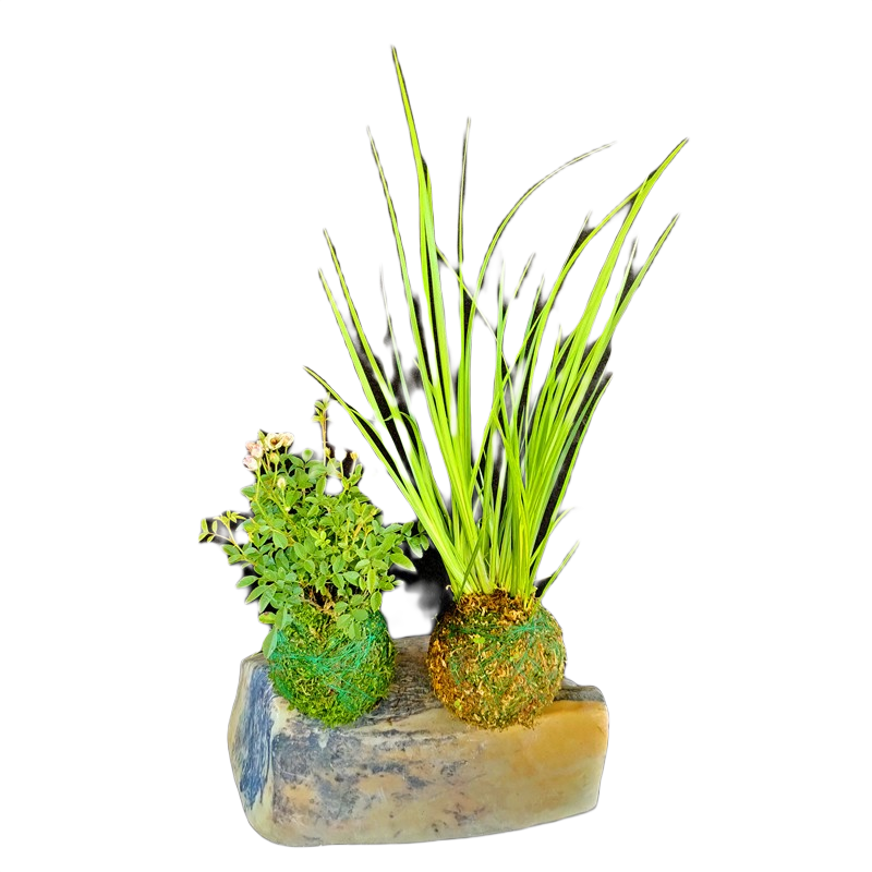 日本超微型月季姬月季花须惠姬天荷玫瑰阳台窗台茶台桌面盆栽花卉 超级组合.各1盆.苔藓球超微月季+苔藓球胧月