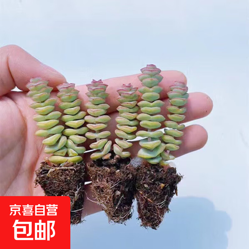 【招财进宝多肉】钱串吸财树桃蛋吹雪之松锦精选系列好养基地直发 钱串2头【3颗】