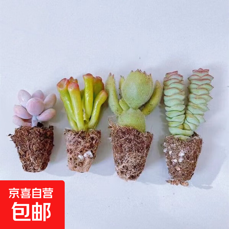 【招财进宝多肉】钱串吸财树桃蛋吹雪之松锦精选系列好养基地直发 钱串+吸财树+熊童子+桃蛋