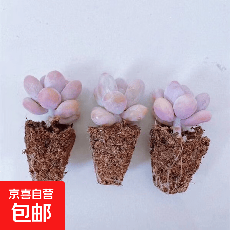 【招财进宝多肉】钱串吸财树桃蛋吹雪之松锦精选系列好养基地直发 桃蛋3颗