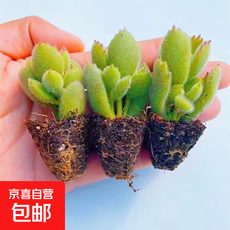 【招财进宝多肉】钱串吸财树桃蛋吹雪之松锦精选系列好养基地直发 熊童子3颗